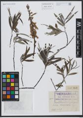 Foto von Salix viminalis L.